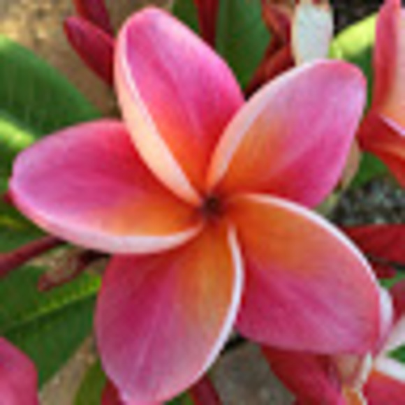 Meet your Posher, Luna - Picture 1 of 1